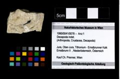 Foto (Objekt + Etikett) von Decapoda indet.  (NHMW-GEO-1990-0041-0078)